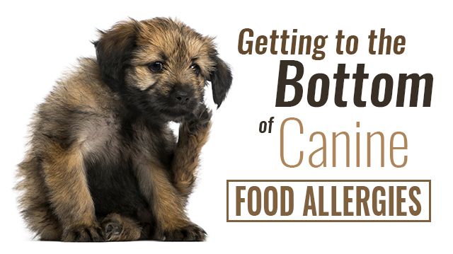 GettingtotheBottomofCanineFoodAllergies_640x359
