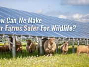 How Can We Make Solar Farms Safer For Wildlife?