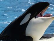 The Great SeaWorld Debate