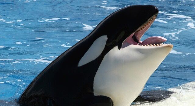 The Great SeaWorld Debate