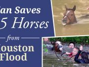 Man Saves 25 Horses From Houston Flood
