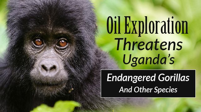 OilExplorationThreatensUgandaEndangeredGorillas_640x359
