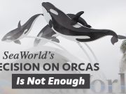 SeaWorld’s Decision On Orcas Is Not Enough