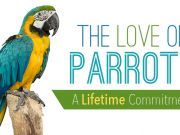 The Love Of Parrots — A Lifetime Commitment