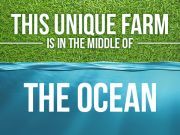 This Unique Farm Is In The Middle Of The Ocean