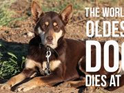 The World’s Oldest Dog Dies At 30