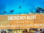 Emergency Alert Issued For Australia’s Coral Reefs