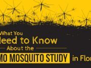 What You Need to Know About the GMO Mosquito Study in Florida