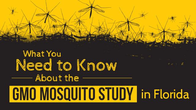 gmomosquitostudy_640x359