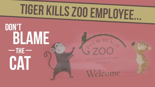 tigerkillszooemployee_640x359