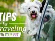 Tips For Traveling With Your Pet