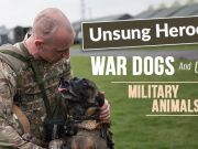 Unsung Heroes: War Dogs And Other Military Animals