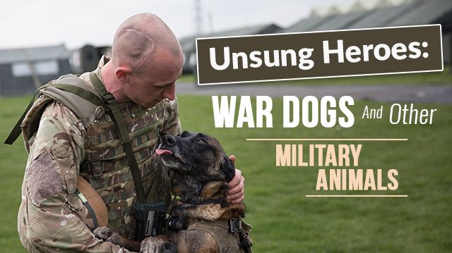 unsungheroeswardogsanimals_640x359