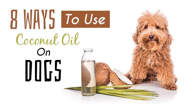 8waystousecoconutoildogs_640x359