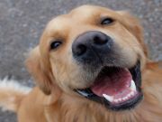 Golden Retrievers And Lifetime Cancer Study — Hope For A Canine Killer