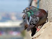 New York City Hosts LED Pigeon Shows As A Sign Of Respect