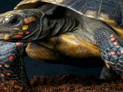 Missing Tortoise Found After 30 Years