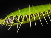 One in Five Plant Species Doomed by Man