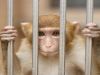 7 Animals That Should Never Be Pets