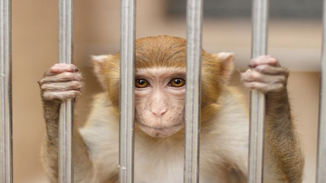 Monkey from Abkhazia