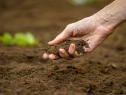 How Bacteria In Dirt Can Make You Less Anxious