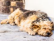 Helping The Poor And Homeless Keep Their Pets