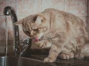 Now Pets Are Suffering From Bad Flint Water Supplies