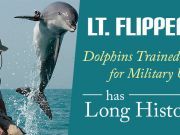 Lt. Flipper? Dolphins Trained For Military Use Has Long History