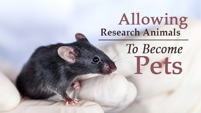 allowingresearchanimalstobecomepets_640x359