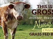 This Is Gross: Another Reason To Always Choose Grass-Fed Beef