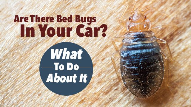 aretherebedbugsinyourcar_640x359
