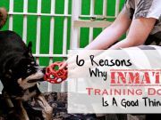 6 Reasons Why Inmates Training Dogs Is A Good Thing