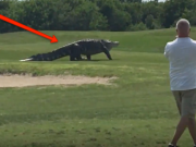 Massive Gator on FL Golf Course: Fake or Real? We Polled Our Staff