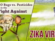 GMO Bugs vs. Pesticides in the Fight Against Zika Virus