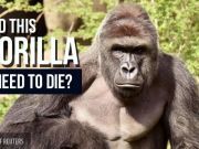 Zoo Shooting: Did Harambe the Gorilla Need to Die?