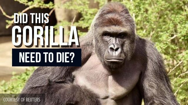 gorillaneedtodie_640x359