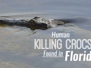 Human-Eating African Crocs Found in Florida