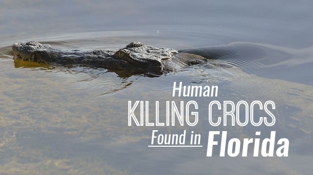 humankillingcrocsfoundinfl_640x359