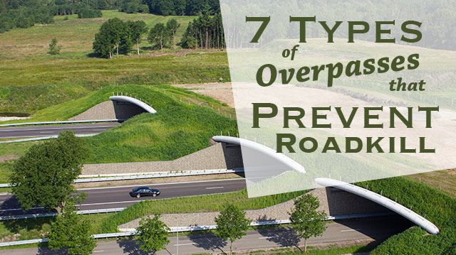 overpasspreventroadkill_640x359