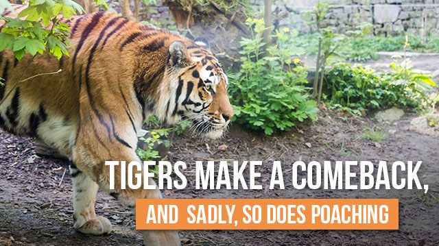 tigersmakeacomeback_640x359