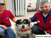 Lowe’s Hires Man With A Service Dog