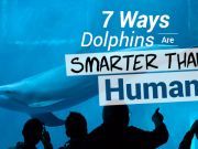 7 Ways Dolphins Are Smarter Than Humans