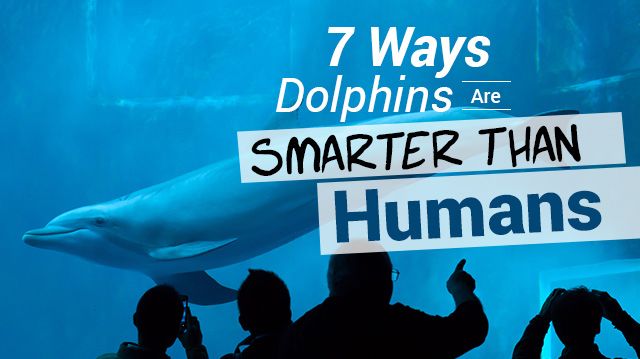 7waysdolphinsaresmarterthanhumans_640x359