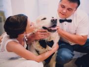 Dogs as Ring Bearers: Novel or Weird?