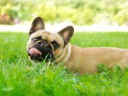 This Common Weed Killer Is Also A Dog Killer