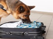 TSA Bomb-Sniffing Dogs First Line Of Defense Against Airline Terrorist Attacks