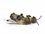 Maryland Becomes The First State To Ban Bee-Killing Pesticide