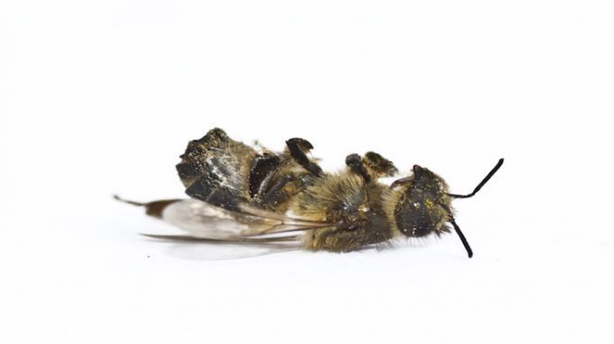 Maryland Becomes The First State To Ban Bee-Killing Pesticide