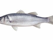 Fish Eat Microplastics Like Humans Eat Fast Food
