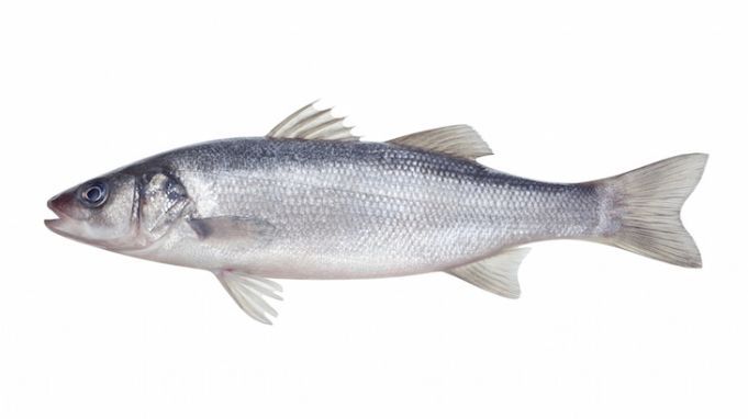 Fish Eat Microplastics Like Humans Eat Fast Food